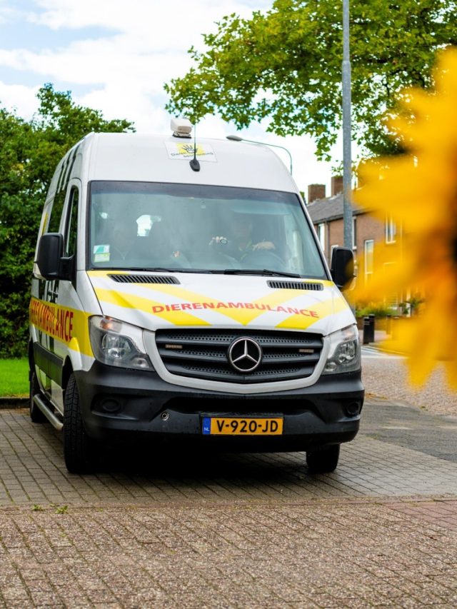 Dierenambulance Zeeland